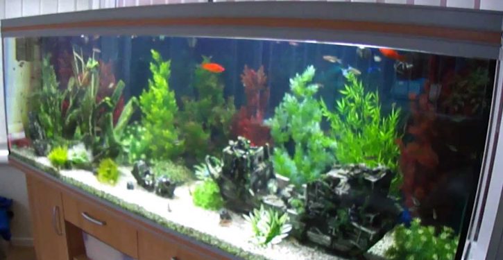 Police conducting homicide investigation of woman who fed her husband fish tank cleaner