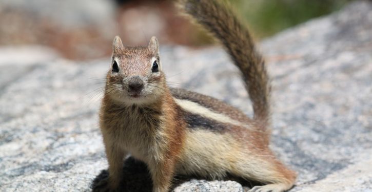Great news: Squirrel in Colorado tests positive for bubonic plague