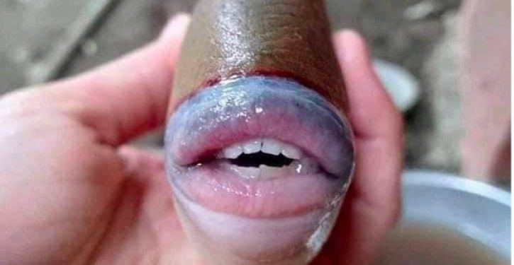Fish with luscious human lips and teeth perplexes, arouses social media