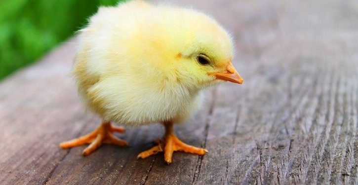 Thousands of chicks arrive dead to farmers amid USPS turmoil