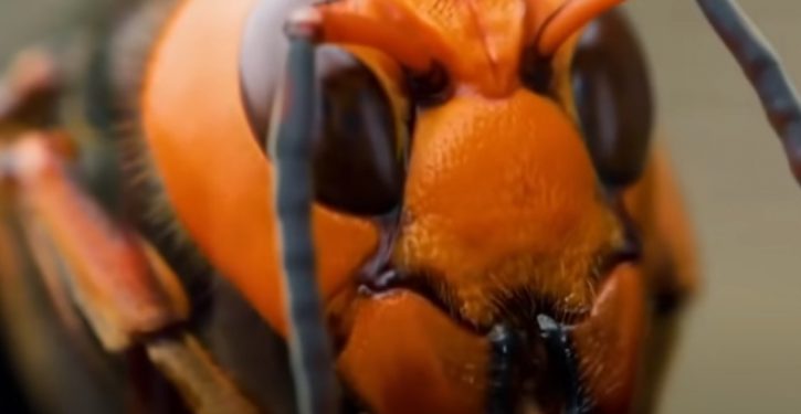 Feel like we missed the murder hornets? Might get a do-over