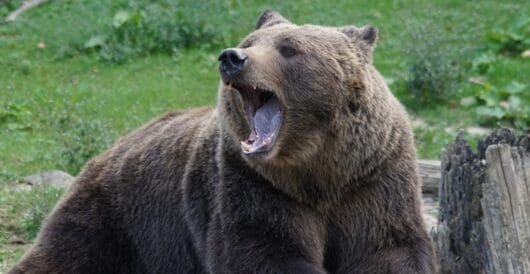 Big meat-eating creatures make a comeback in North America by Hans Bader