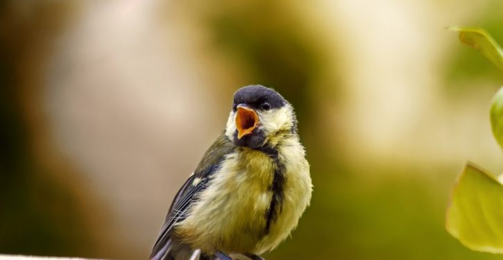 Great tits could be wiped out by climate change in near future
