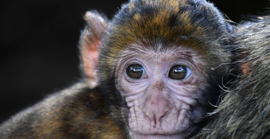 Federal project to create transgender monkeys is in turmoil after press reports by LU Staff