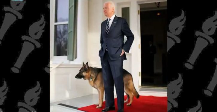 CNN reports that Biden’s German shepherds are moving into the White House