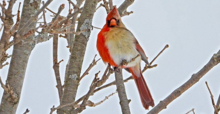 Rare bird — ‘half-male, half-female’ — photographed in Pennsylvania