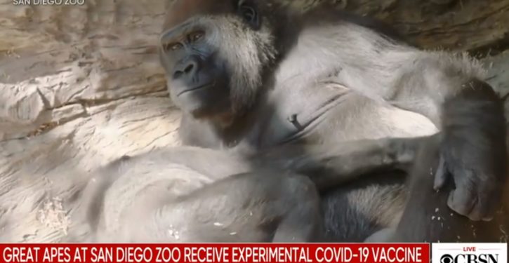 Great apes at San Diego Zoo get COVID-19 vaccination