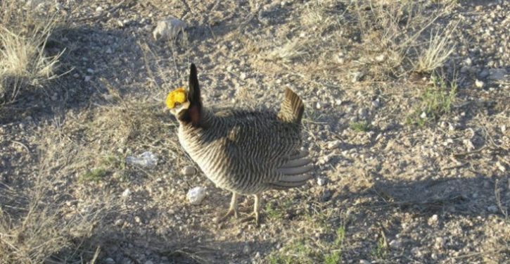 Biden admin proposes listing lesser prairie chicken as endangered species