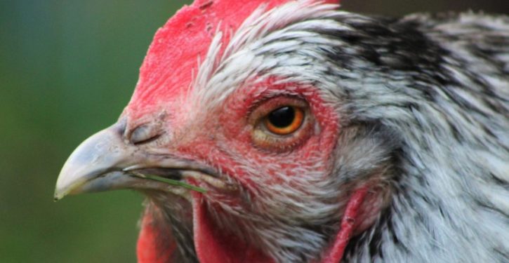 China reports first human case of bird flu strain