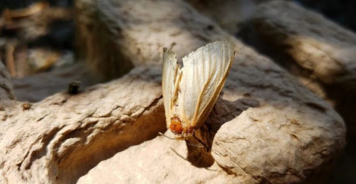 Gypsy moth gets new name to avoid hurting gysies’ feelings
