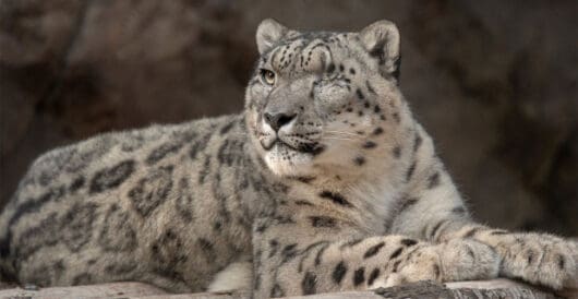 Conservationists come up with substitutes for killings by LU Staff