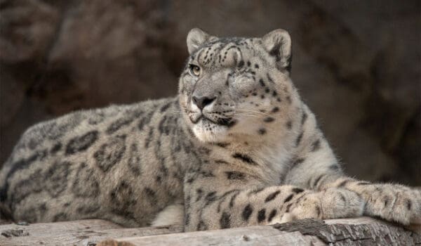 Conservationists come up with substitutes for killings by LU Staff