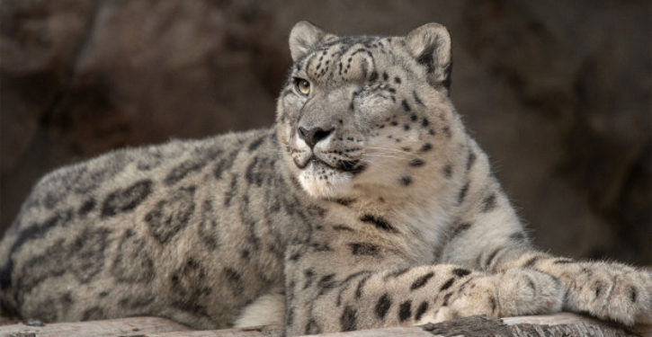 Snow leopard at San Diego Zoo tests positive for COVID-19