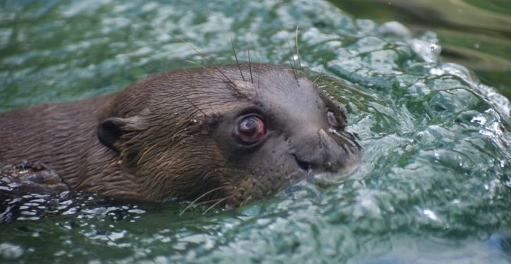 ‘Unusual behaviors’: Otters in Anchorage attacking people, dogs