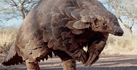 Happy Pangolin Day by LU Staff