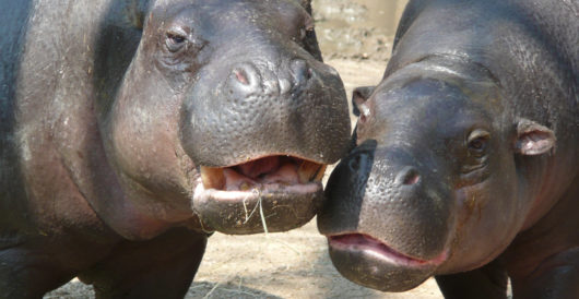 Today is World Hippo Day by LU Staff