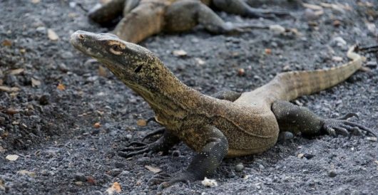 Four men gang-rape and eat monitor lizard in India by LU Staff