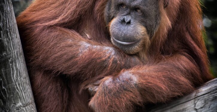 An Orangutan Cops A Feel Then Kisses A Female Tourist