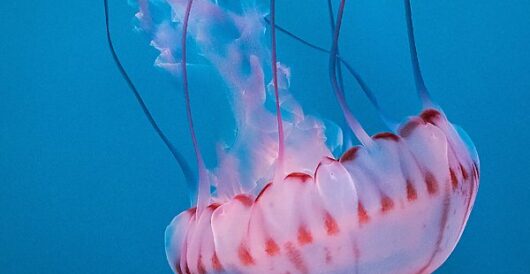 Purple-striped jellyfish sting hundreds of people on Long Island, many more in New Jersey, Connecticut by LU Staff