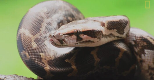 Woman swallowed whole by 22-foot python on her way to work by LU Staff
