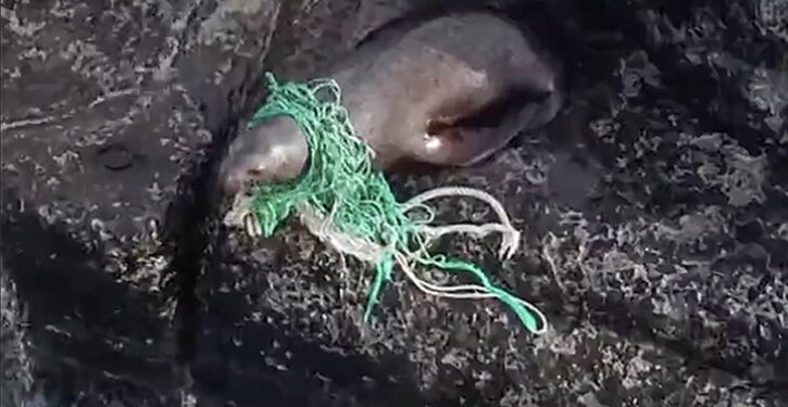 Sea lion rescued from plastic death trap in Russian Far East