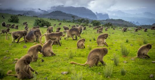 Picture of the Day: Gelada Baboons in the Ethiopian highlands by LU Staff