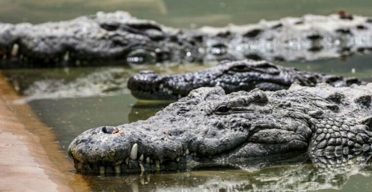Man Torn To Pieces By 40 Crocodiles After Falling Into Their Enclosure