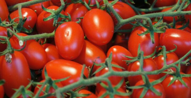 Mutant tomato could save harvests around the world