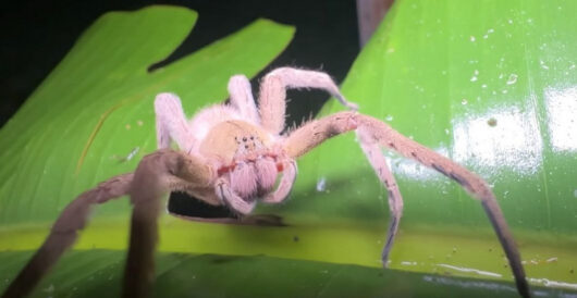 Poisonous Spider That Causes Prolonged Erections Forces Grocery Store Evacuation by Daily Caller News Foundation