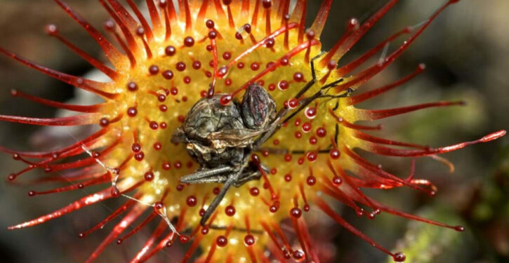 Carnivorous plants return to English wetlands