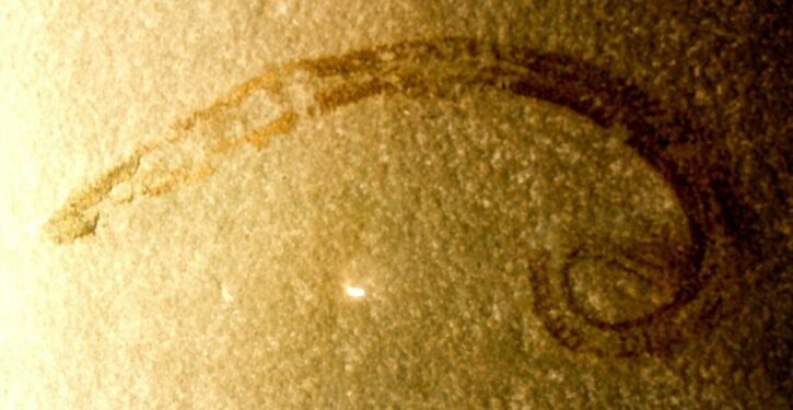 Plant virus may save crops from root-eating nematodes