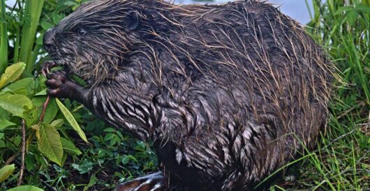 Baby beaver born in London for the first time in four centuries by LU Staff