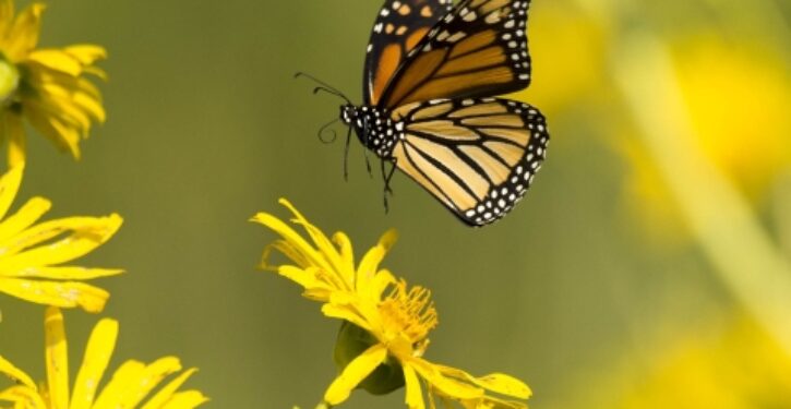 Monarch butterflies no longer considered endangered