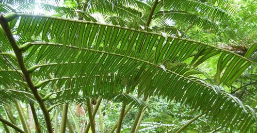 Ferns provide weapon against pests, reducing need for harmful pesticides by LU Staff