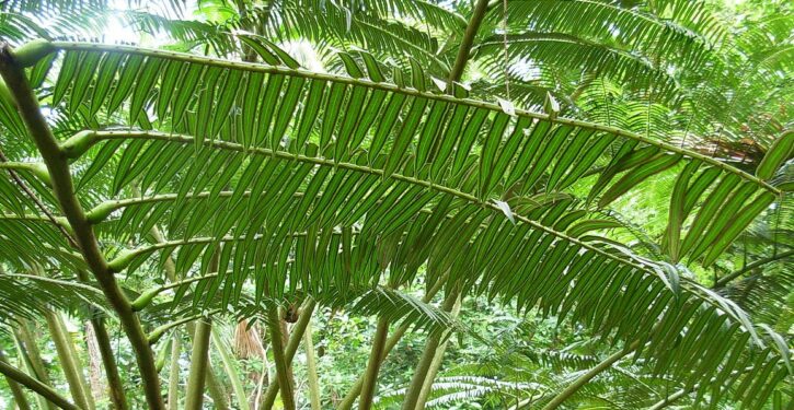 Ferns provide weapon against pests, reducing need for harmful pesticides