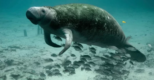 Florida’s manatees rebound to record-breaking winter numbers by LU Staff