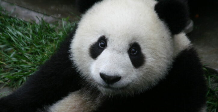 Giant panda population rises 70% in the wild