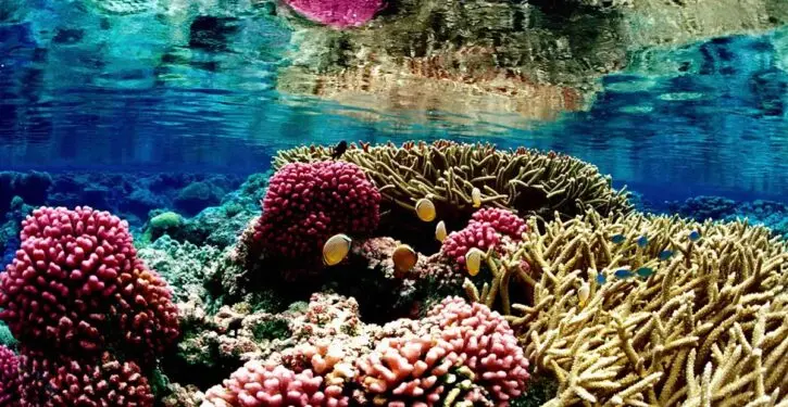 World’s coral reefs are more plentiful than previously thought.