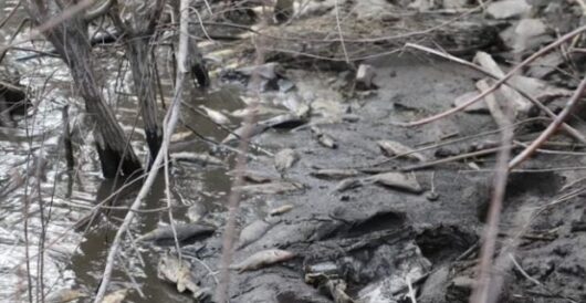 ‘The River Is Essentially Dead’: How Enviros’ Push To Save Salmon Ended Up Killing ‘Hundreds Of Thousands’ Of Them by Daily Caller News Foundation