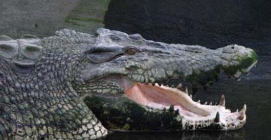 Crocodiles flourish after nearing extinction in Australia by LU Staff