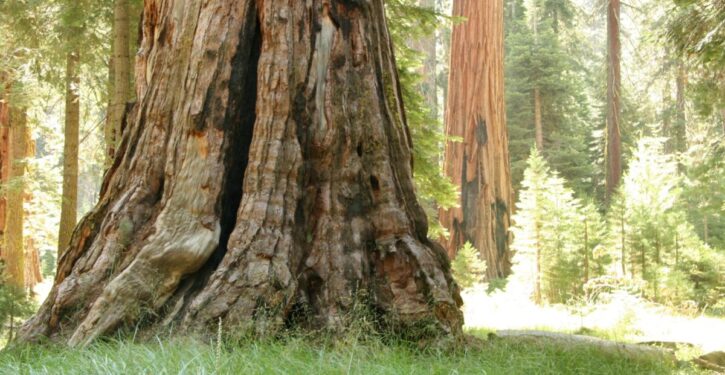 England now has more giant redwoods than California