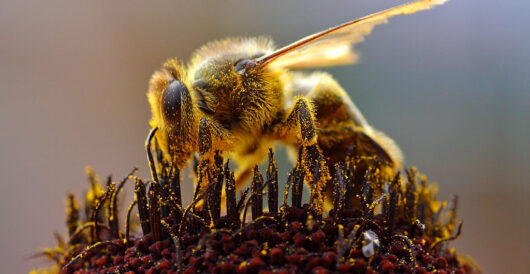America has a record number of bees, due to almond pollination and a Texas tax break by LU Staff