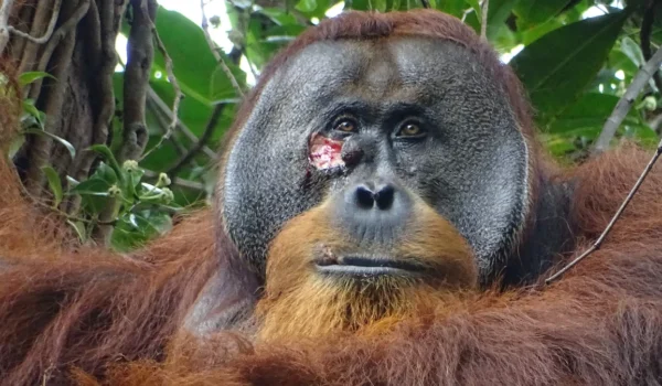 Orangutan uses medicinal plant to heal his injury by LU Staff