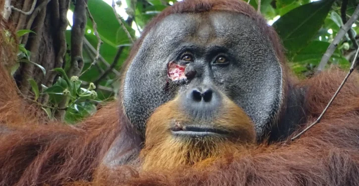 Orangutan uses medicinal plant to heal his injury