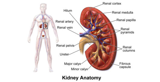 Biden administration planning to prioritize race over competence in kidney transplants by Hans Bader