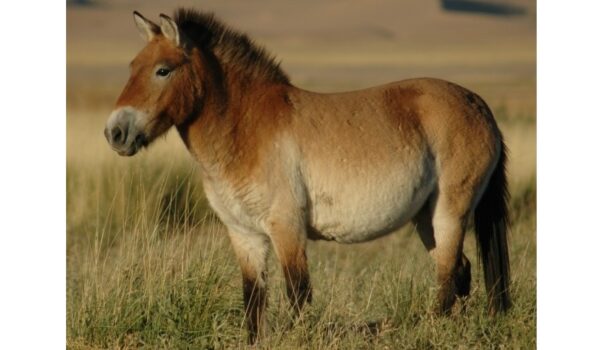 Wild horses return to Kazakhstan after being absent for two hundred years by LU Staff
