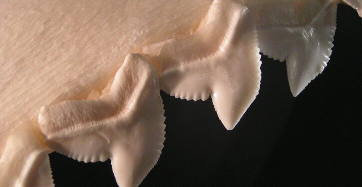 Drug is being developed to regrow lost teeth