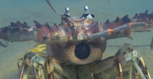 Wind Turbines And Lobsters Mean Less Lobsters And Not Enough Electricity by Daily Caller News Foundation