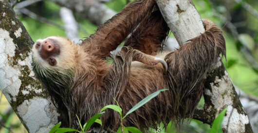 Sloth fever reported in the U.S.; Disease occasionally results in death by Hans Bader