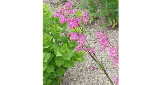 Rare sticky plant spreads in Scotland by Hans Bader